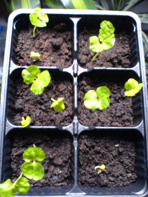 Hibiskus syriakis keimlinge.JPG