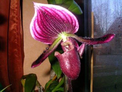 Paphiopedilum Callosum Jack.JPG