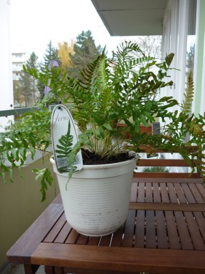 Polypodium.jpg