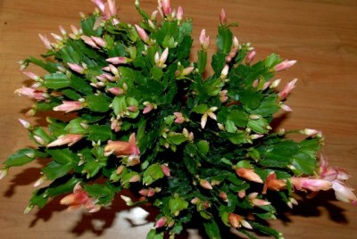 Schlumbi2012 036yy.jpg