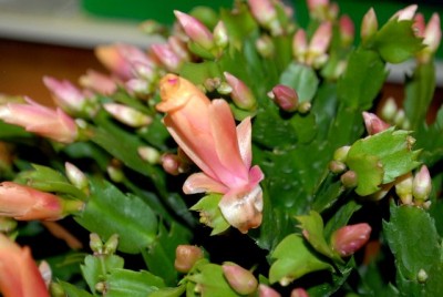 Schlumbi2012 035yy.jpg