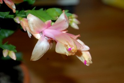 Schlumbi2012 034yy.jpg