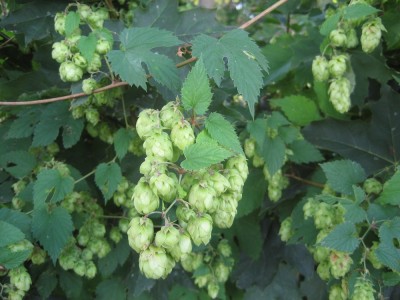 12-11-06-raetsel-hopfen.jpg