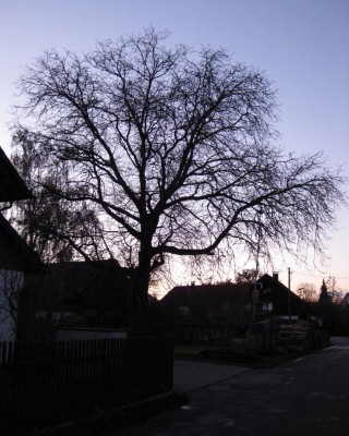 Nussbaum_7792.jpg