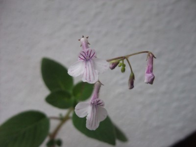 DSCF8371.JPG