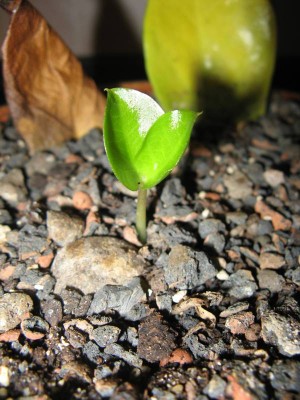Zamioculcas zamiifolia 01.JPG
