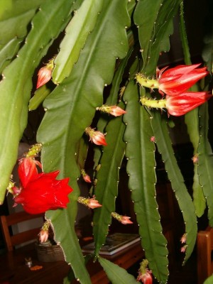 Epi viele Blüten.JPG