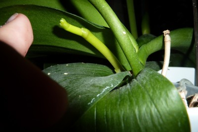 Orchideen Blüte 07.11.2012.JPG