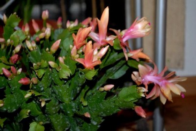 Schlumbi2012 040yy.jpg