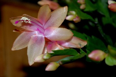 Schlumbi2012 039yy.jpg