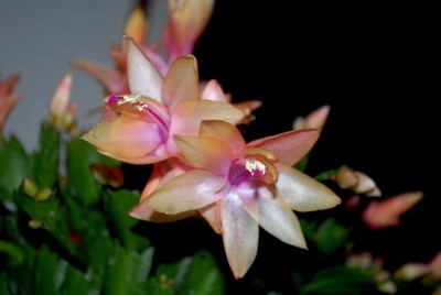 Schlumbi2012 038yy.jpg