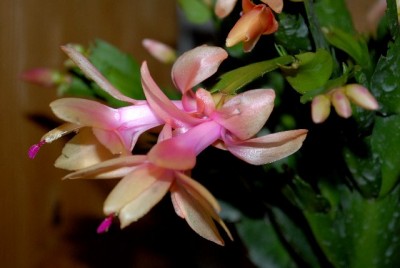 Schlumbi2012 037yy.jpg