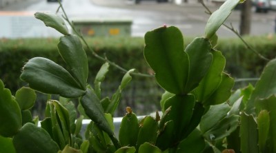 Schlumbergera Buntspecht.JPG