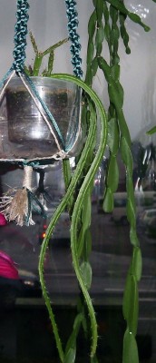 D.  aurantiacus WK394.JPG