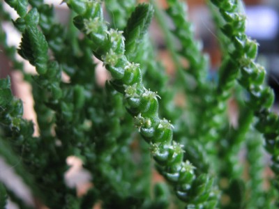 Crassula muscosa Blüten.jpg