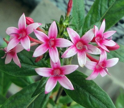 121108 Pflanzus Rosus Blüten.k.jpg