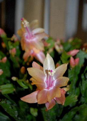 Schlumbi2012 042yy.jpg