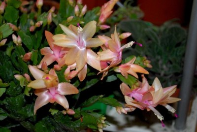 Schlumbi2012 041yy.jpg