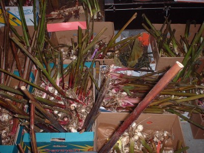 DSCF0093.JPG