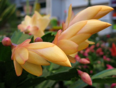 Schlumbergera_7772.jpg