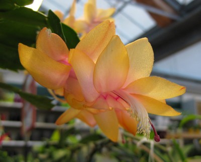 Schlumbergera_7771.jpg