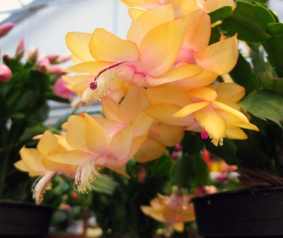 Schlumbergera_7770.jpg