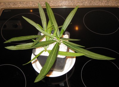 Oleander Stecklinge hellrosa von Uli_7833.jpg