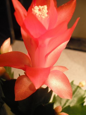 Herbstkatus 5 08.11.12.jpg