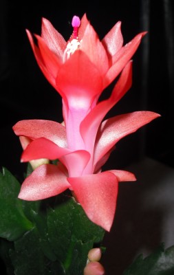 Herbstkatus 3 08.11.12.jpg