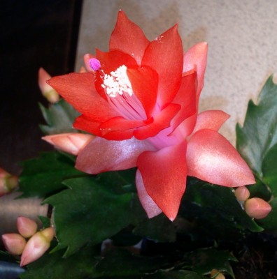 Herbstkatus 2 08.11.12.jpg