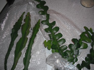 berraschungspäckchen 08.11.12.jpg