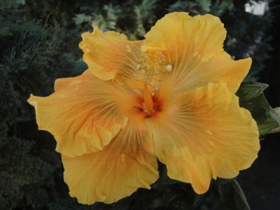 DSC03839 SM x Me-oh S3 Bl1.jpg