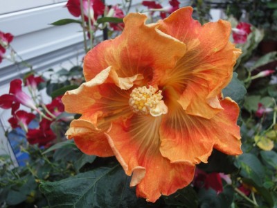 DSC04252 SM x Me S3 Bl3 1000px.jpg