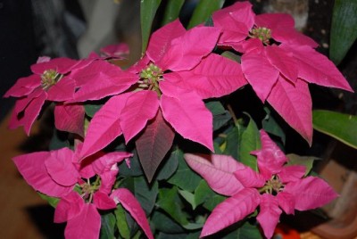 Euphorbia 009yy.jpg