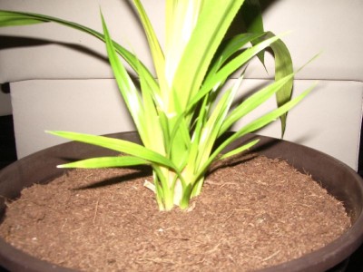 Pandanus veitchii 08.11.2012.jpg