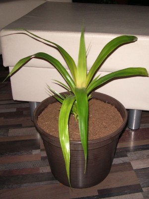 Pandanus veitchii am 08.11.2012.jpg