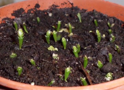 DSCI0002 (640x464).jpg