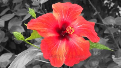 Blume3-1.jpg