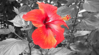 Blume2.jpg