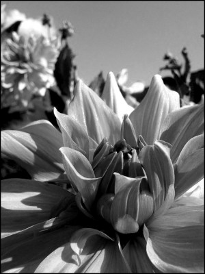 dahlilili.jpg