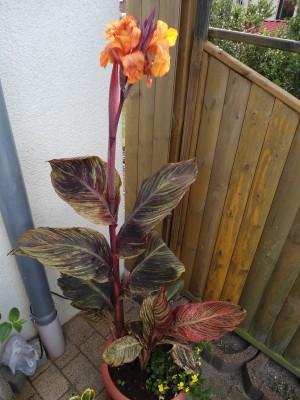 Canna.JPG