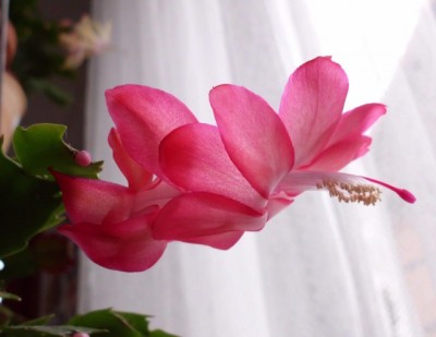 DSCI0006 (640x495).jpg