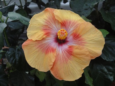 DSC04314 SM x Me S4 Bl 1.jpg