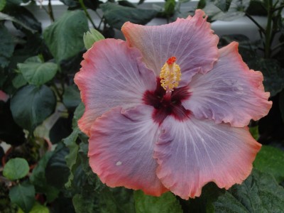 DSC04294 Witch Hazel 1000px.jpg