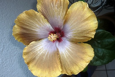 T. Sophistication.JPG