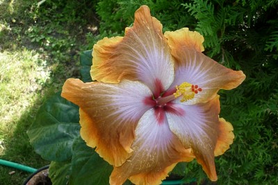 T. Sophistication.JPG