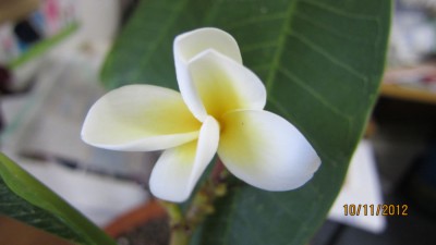 letzte Blüte.jpg