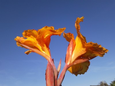 canna tropi2.jpg