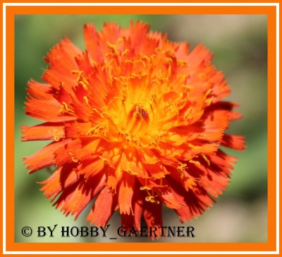 Orangerotes Habichtskraut.jpg