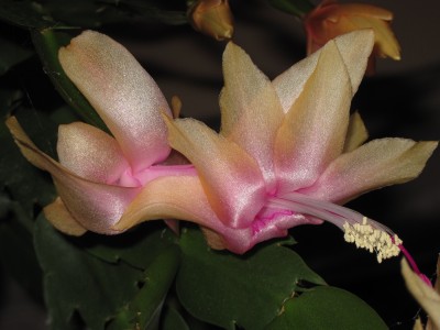 IMG_0536 Limelight Dancer.jpg